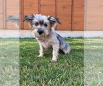 Small Photo #3 Mutt Puppy For Sale in PIPE CREEK, TX, USA