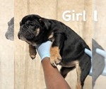 Small Photo #3 English Bulldog Puppy For Sale in BALTIMORE, MD, USA