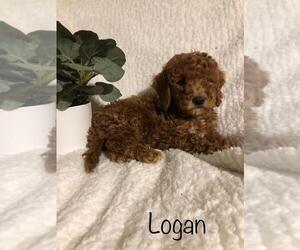 Goldendoodle-Poodle (Miniature) Mix Puppy for sale in FREDERICKSBG, OH, USA