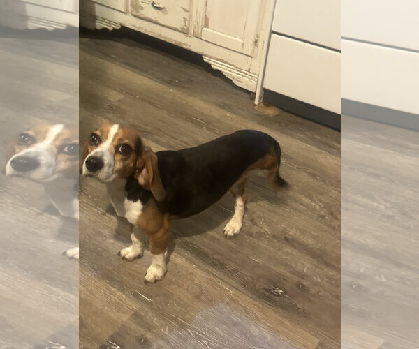 Medium Photo #1 Beagle Puppy For Sale in Mouth Of Wilson, VA, USA