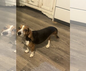 Beagle Dogs for adoption in Mouth Of Wilson, VA, USA