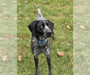 Mother of the German Shorthaired Pointer puppies born on 04/15/2024