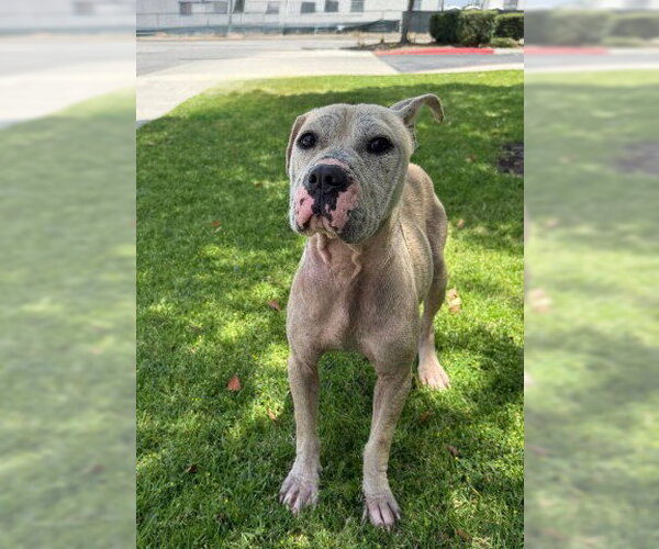 Medium Photo #3 Mutt Puppy For Sale in Redlands, CA, USA