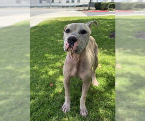 LEONA- IN FOSTER - Female Mutt Dog for Adoption - Photo #3