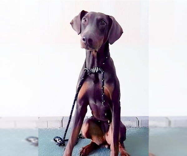 Medium Photo #1 Doberman Pinscher Puppy For Sale in Pasadena, CA, USA