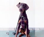 Small Doberman Pinscher