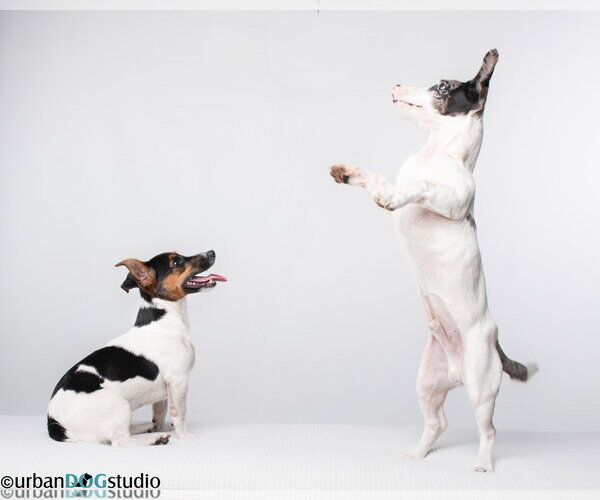 Medium Photo #2 Jack Russell Terrier-Unknown Mix Puppy For Sale in Tampa, FL, USA