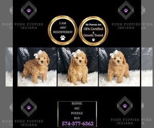 Poodle (Miniature) Puppy for sale in WARSAW, IN, USA