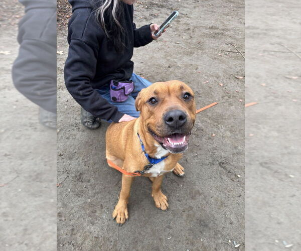 Medium Photo #3 American Staffordshire Terrier-Unknown Mix Puppy For Sale in Brewster, NY, USA