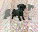 Small #2 Pug