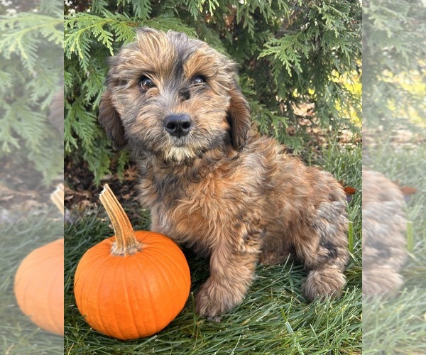 Medium Photo #2 Mini Whoodle (Wheaten Terrier/Miniature Poodle) Puppy For Sale in MIDDLEBURY, IN, USA
