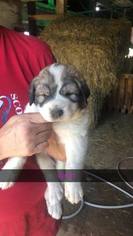 Great Pyrenees Puppy for sale in SIDNEY, OH, USA