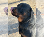 Small #1 Rottweiler Mix