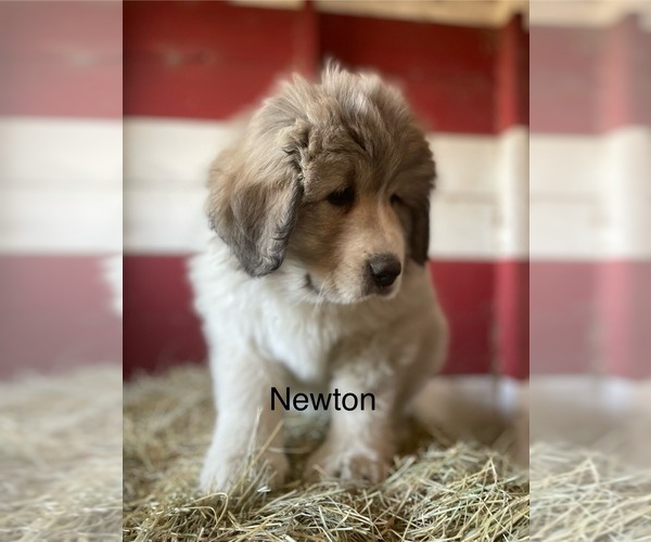 Medium Photo #1 Great Pyrenees Puppy For Sale in BEULAVILLE, NC, USA