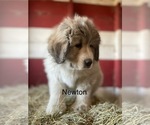 Small Photo #1 Great Pyrenees Puppy For Sale in BEULAVILLE, NC, USA