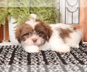 Shih Tzu Puppy for sale in NAPLES, FL, USA