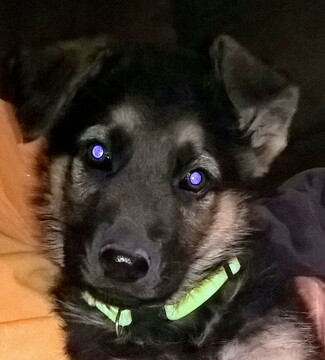 Medium Photo #4 German Shepherd Dog Puppy For Sale in SPOKANE, WA, USA