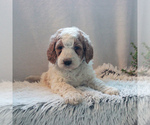 Small Photo #1 Goldendoodle-Poodle (Standard) Mix Puppy For Sale in KINZERS, PA, USA