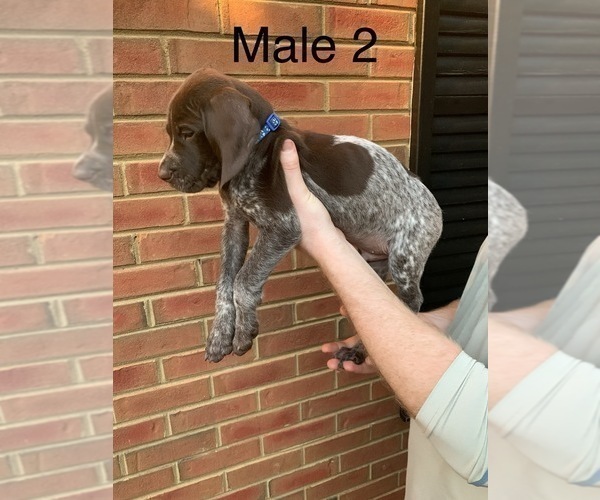 Medium Photo #4 German Shorthaired Pointer Puppy For Sale in MARIETTA, GA, USA