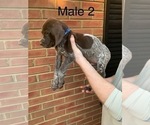 Small Photo #4 German Shorthaired Pointer Puppy For Sale in MARIETTA, GA, USA