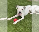 Small Photo #2 American Bulldog-Dogo Argentino Mix Puppy For Sale in Miami, FL, USA