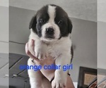 Puppy Orange collar g Saint Bernard