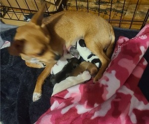Mother of the Chihuahua puppies born on 03/28/2025