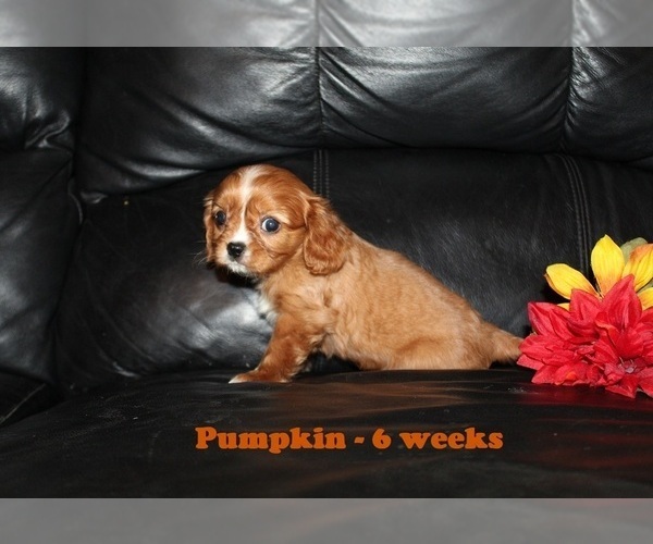 Medium Photo #2 Cavalier King Charles Spaniel Puppy For Sale in CLARKRANGE, TN, USA