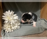 Small #1 Pembroke Welsh Corgi