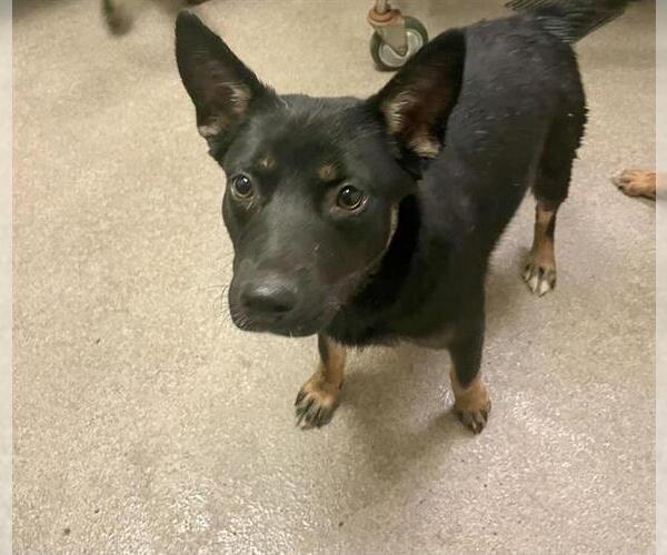 Medium Photo #1 German Shepherd Dog Puppy For Sale in HESPERIA, CA, USA