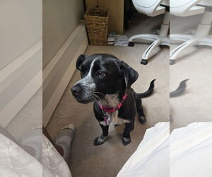 Mutt Dogs for adoption in Denver , CO, USA