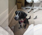Small Mutt