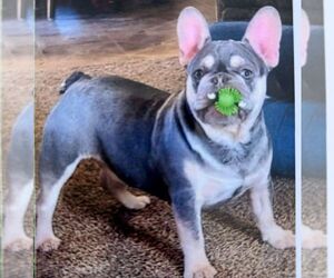 Father of the French Bulldog puppies born on 02/12/2026