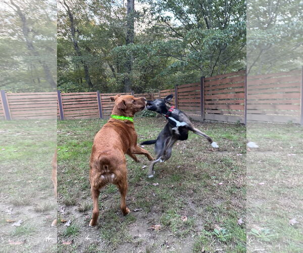 Medium Photo #5 Mutt Puppy For Sale in Wakefield, RI, USA