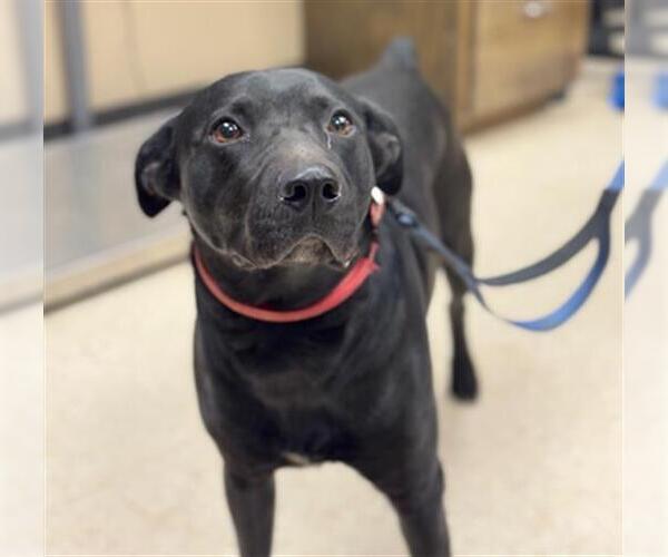 Medium Photo #2 Labrador Retriever-Unknown Mix Puppy For Sale in Conroe, TX, USA