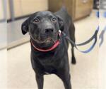 Small #1 Labrador Retriever Mix