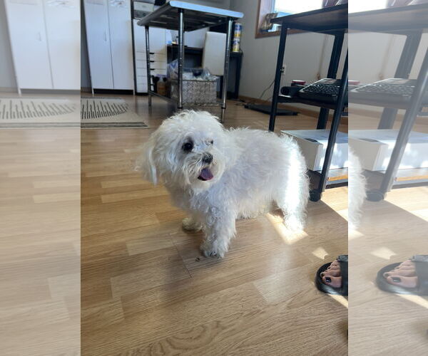 Medium Photo #9 Maltese Puppy For Sale in St. Cloud, MN, USA