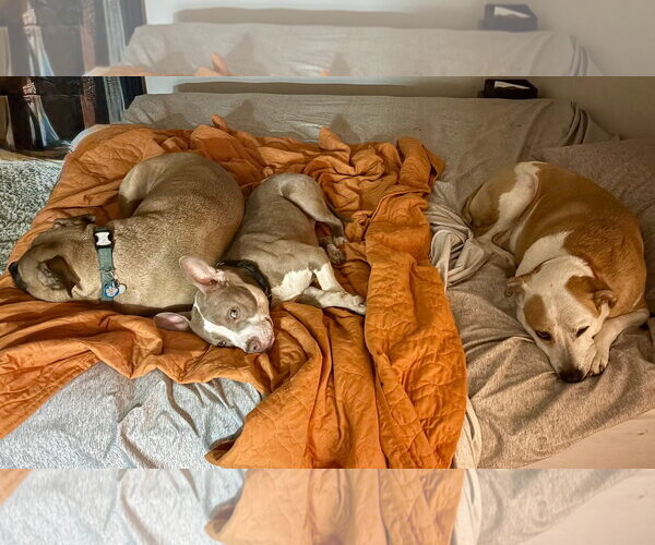 Medium Photo #2 American Pit Bull Terrier-Unknown Mix Puppy For Sale in Germantown, OH, USA