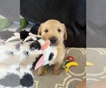 Small #6 Goldendoodle-Labrador Retriever Mix