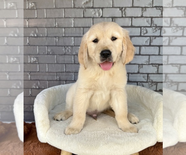 Medium Photo #5 English Cream Golden Retriever Puppy For Sale in OCALA, FL, USA