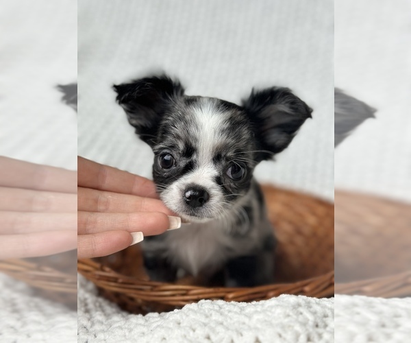 Medium Photo #1 Chihuahua Puppy For Sale in FAYETTEVILLE, AR, USA