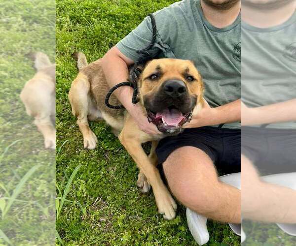 Medium Photo #2 Mutt Puppy For Sale in Abbeville, LA, USA