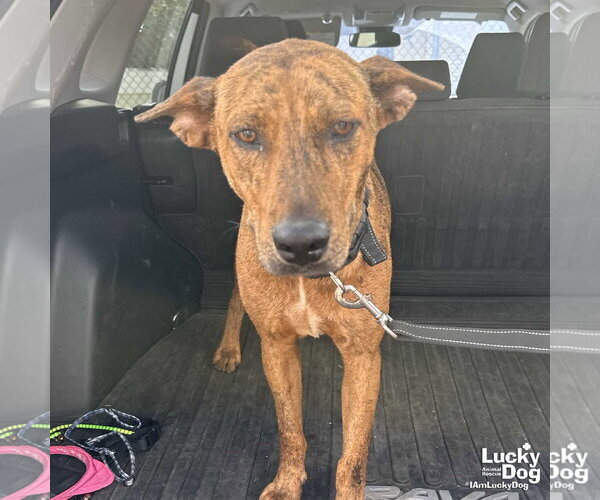 Medium Photo #2 Plott Hound-Unknown Mix Puppy For Sale in Washington, DC, USA