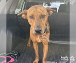 Small #1 Plott Hound Mix
