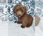 Small Photo #2 YorkiePoo Puppy For Sale in ELKTON, KY, USA
