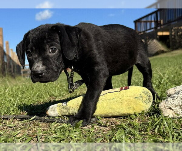 Medium Photo #2 Bulldog-Unknown Mix Puppy For Sale in Tarrytown, GA, USA