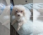Small Poodle (Toy)