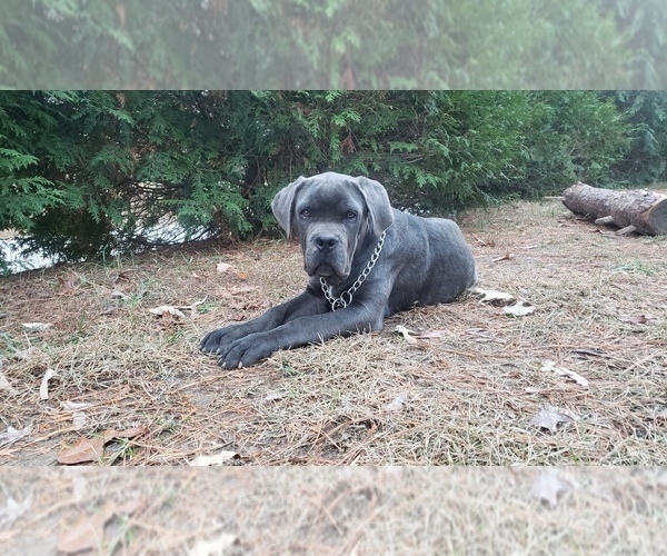Medium Photo #1 Cane Corso Puppy For Sale in MONTPELIER, VA, USA