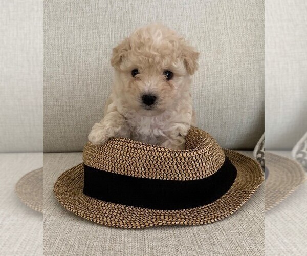 55+ Toy Poodle Puppy For Sale In Lakeland Florida