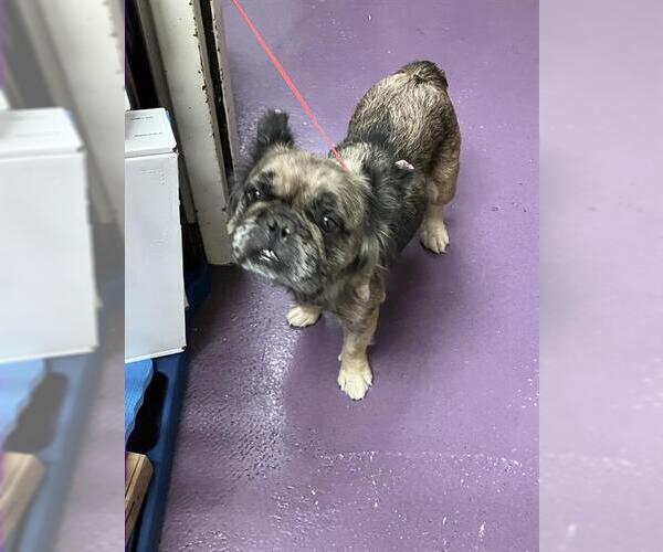 Medium Photo #1 French Bulldog Puppy For Sale in Long Beach, CA, USA